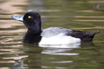 40 Black and White Duck Breeds (Pictures and Identification)