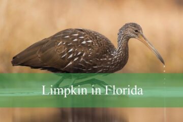 Why the Limpkin in Florida Is a Must-See for Birdwatchers