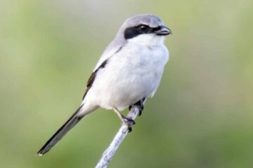 10 Birds With White Tails in Arizona (Pictures and Identification)