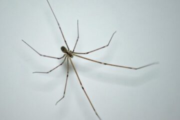 39 Spiders in Massachusetts (Pictures and Identification)