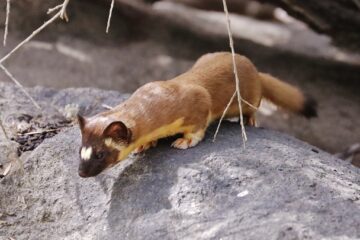 3 Types of Weasels in Wisconsin (With Pictures and Identification)