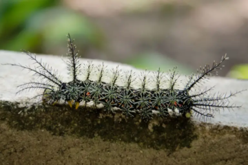 16 Common Black Caterpillars With Spikes (Pictures, Identification)