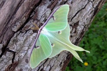 28 Common Moths in North Carolina (Pictures and Identification)