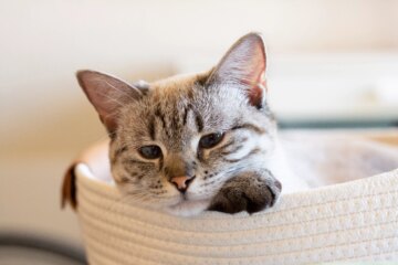Lynx Point Siamese Cats: Explore Their Traits and Care Tips