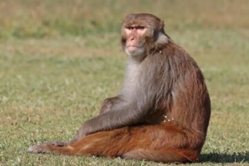 35 Common Types of Monkeys (Pictures and Identification)