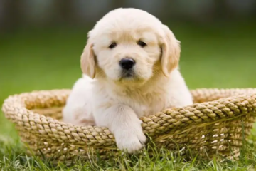 1000+ Best Male Dog Names: Find the Perfect Name for Your Pup