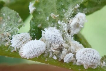 16 Tiny White Bugs in House (Pictures and Identification)