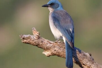 35 Birds That Start With M and Pictures