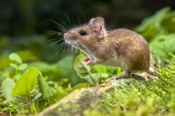 13 Common Rodents in Michigan (With Pictures and Identification)