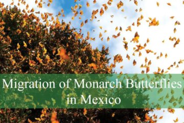 Migration of Monarch Butterflies in Mexico Uncovered