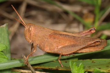 20 Grasshopper Species in Florida with Pictures, Identification