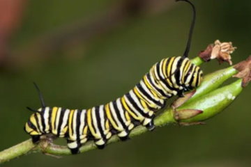 16 Types of Horned Caterpillars (With Pictures)
