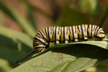 56 Types of Caterpillars in Texas (Pictures and Identification)