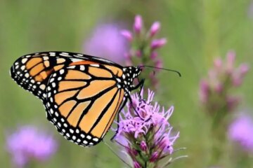 27 Butterflies in New York State (With Pictures and Identification)