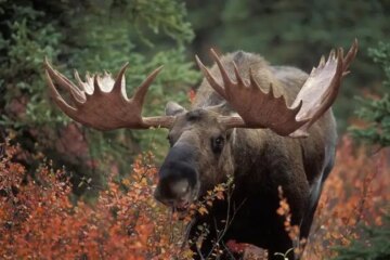 Why Do Moose in Alaska Migrate Long Distances?
