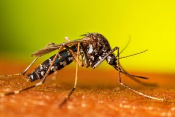 30 Common Bugs in California (With Pictures and Identification)
