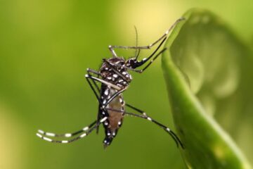 30 Common Bugs in Texas (With Pictures and Identification)