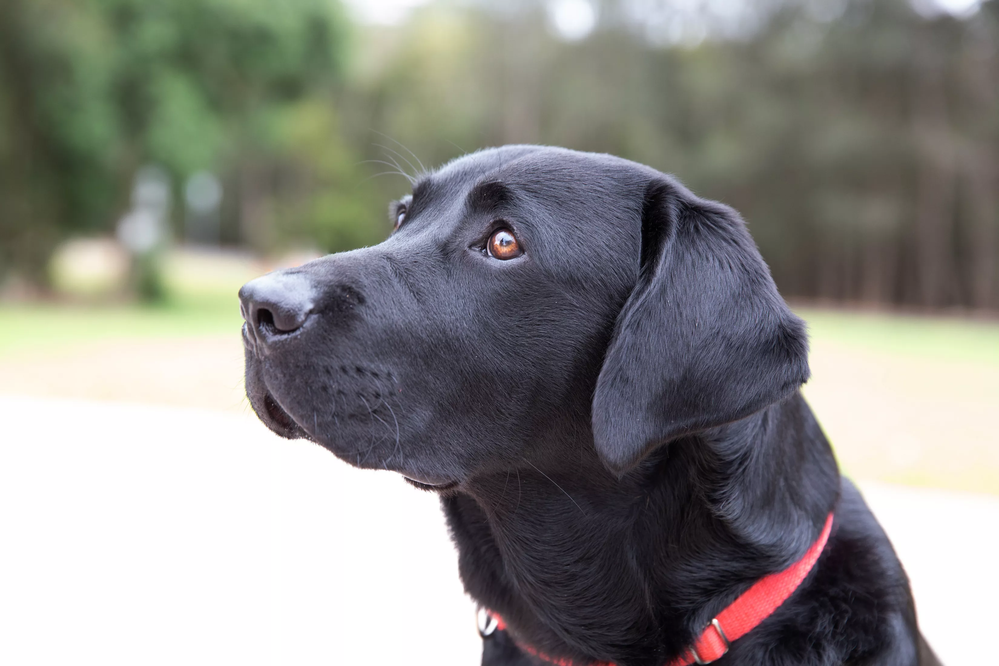 Black labrador retriever dog with red collar looking up