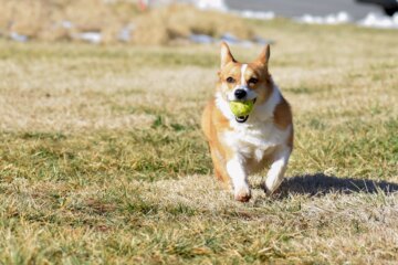 Top 10 Most Playful Dog Breeds