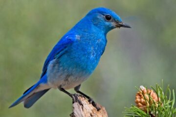 16 Stunning Blue Birds in Michigan (Pictures and Identification)