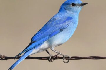 50 Common Birds in Idaho (With Pictures and Identification)