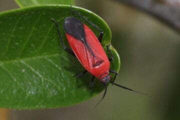 50 Black and Orange Bugs with Pictures and Identification