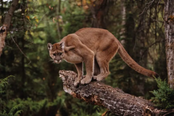 Everything You Must Know About Mountain Lions in Missouri