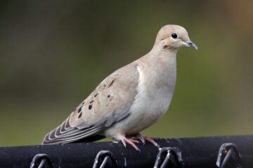 45 Types of Doves (With Pictures and Identification)
