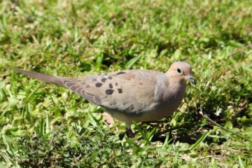 4 Types of Doves in New York (Pictures and Identification)