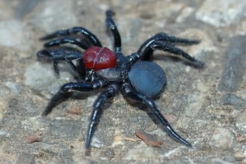 45 Spiders in Wisconsin (Pictures and Identification)