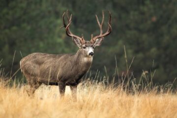 5 Types of Deer in Colorado (With Pictures and Identification)