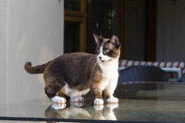 Munchkin: Cat Breed Profile, Characteristics & Care