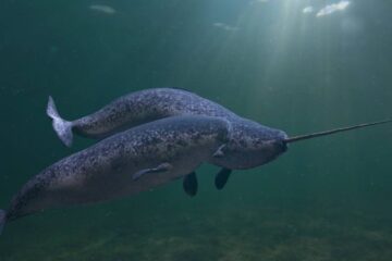 60 Animals That Start With N (With Pictures and Names)
