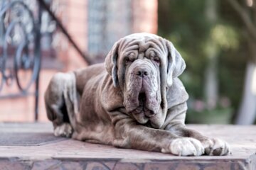 Discover 10 Remarkable Italian Dog Breeds