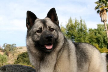 Discover the Unique Norwegian Dog Breeds