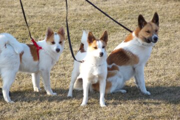 Norrbottenspets: Dog Breed Characteristics & Care