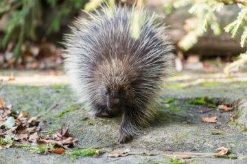Porcupines in Michigan: Identification, Habits, and Fun Facts