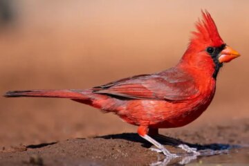 30 Common Backyard Birds in Ohio (Pictures and Identification)