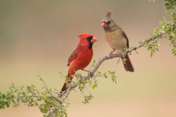 50 Kansas State Bird Species (Pictures and Identification)
