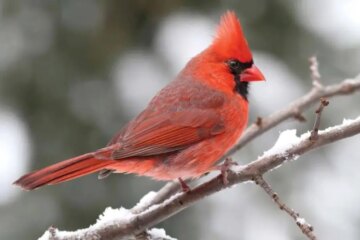 30 Common Birds in Delaware (With Pictures and Identification)