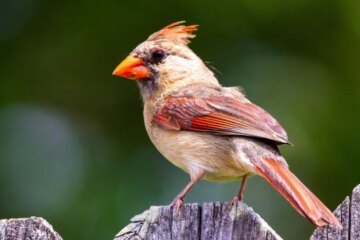 40 Birds in South Carolina (With Pictures and Identification)