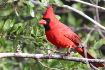 7 Red Birds in Maryland (With Pictures and Identification)
