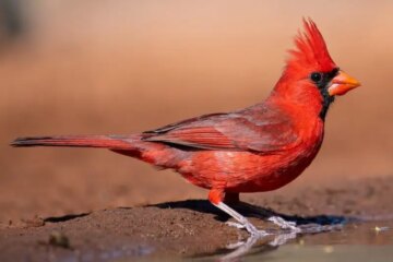 30 Backyard Birds in Kentucky (With Pictures and Identification)