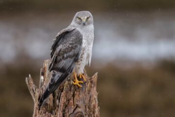 46 Species of Birds of Prey (With Pictures and Identification)