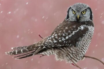 20 Popular Types of Owls (With Pictures and Identification)