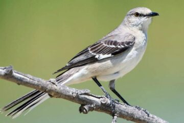 18 Gray Birds in Tennessee (With Pictures and Identification)