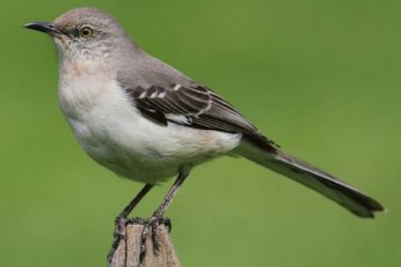 54 Types of Birds in Georgia (Pictures and Identification)