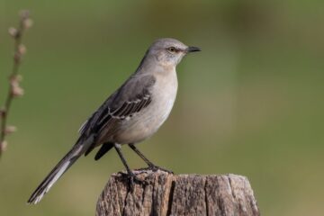 20 Gray Birds in Mississippi (With Pictures and Identification)