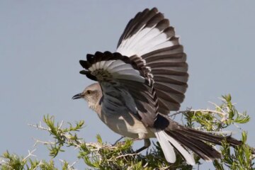 38 Black Birds with White Stripes on Wings (with Pictures)