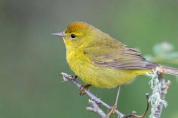 50 Yellow Birds in North America (Pictures and Identification)